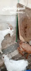  2 تيس سانين. اصلي