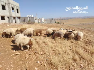  6 خرفان اضاحي نخب