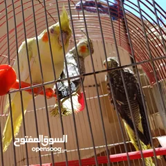  4 عصافير كوكتيل للبيع حبات جامبو ونضيفه