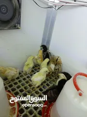  1 كتاكيت دجاج عرب