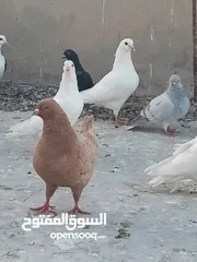  5 حمام فرنسي للبيع الفرنسي و اللاهور  بايع كوم كامل للاستفسار عنهم