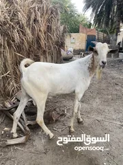  2 جدايه صوماليات