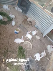  3 أرانب فرنسي عمر 3 الا 4شهور العدد 20 واحد اعور الكوم 4 ونقه بالجوز 10. 14 صوص 3 زاغر 12 كبار