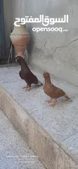  1 حمام للبيع