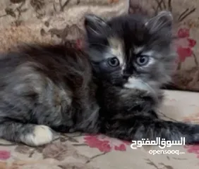  16 قطط للبيع نابلس