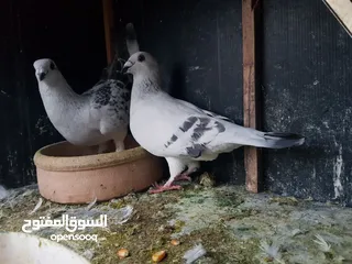  8 3 اجواز حمام شغالات للبيع