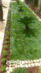  14 نجيل طبيعي نجيل ديكوندرا