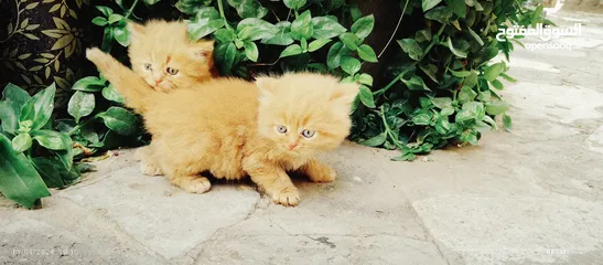  16 قطط شيرازي من المعدوم لون عسلي