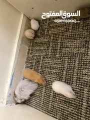  9 hamster هامستر للبيع عدد 7