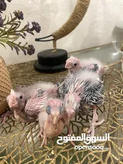  15 من اجمل طفرات وألوان الكروان الهولندي بسعر العادي