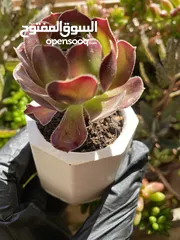  9 توزيعات هدايا