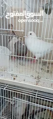  3 Big pigeon  male and female for sale