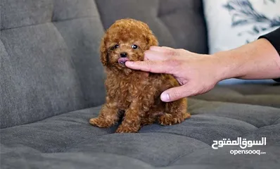  1 Pure breed Toy Poodle puppies