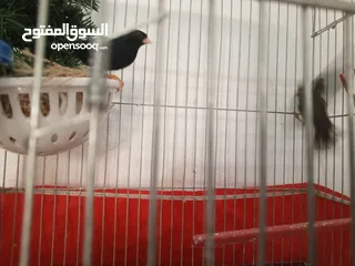  1 طيور حيوانات