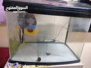  3 Aquarium fish
