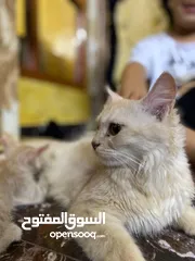  4 قطة شيرازية للتبني مع اولادها