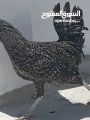  2 ديك مميز سلالة فخمة للبيع