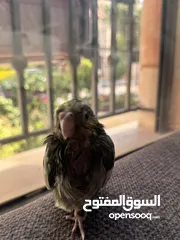  2 ببغاء الليف للبيع موقعه في خلدا