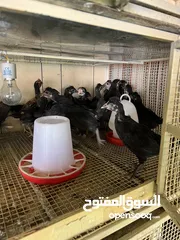  2 للبيع دجاج عربي