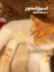  4 قطه نوع مكسيكي ع شيراز عيون عسلي علي اخضر