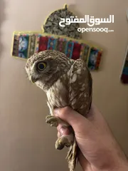  3 بوم أليف جدا