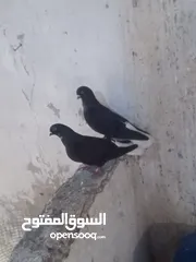  1 جوز لبيع شغل ميه في ميه