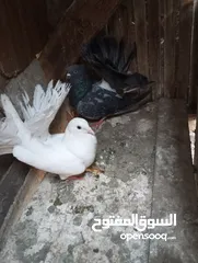  3 قصوص شغاله