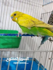  20 متاح ثلاث جواز حب مقفصات منهم جوز تحتو بيض قابلات للبدل على جوز كوكتيل لاتينو