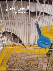  3 ابو أحمد المصري