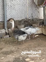  10 ذكر بط طيار عمر الانتاج