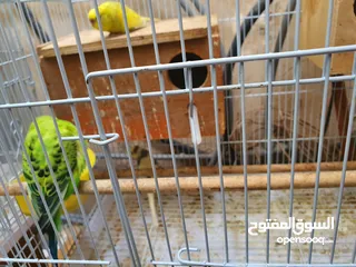  1 lovebirds with Cage for sale