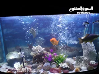  1 حوض اسماك أجنبي  فخم جداً