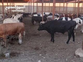  1 غنم وعجول للبيع