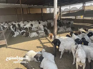  22 متوفر غنم سوداني حمريات ونعيميات ودوربر ابيض  وصوماليات. الاعمار من 6 الي 9 اشهر حلال طيب بفضل الله.