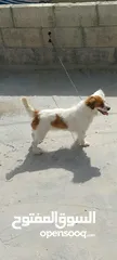  2 كلبة جاك رسل