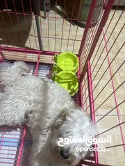  5 كلب زينه   بعمر ال 8 اشهر هادء جداااااا