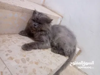  6 قط للبيع بسعر مناسب