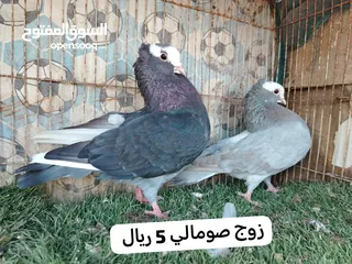  3 حمام زينه للبيع