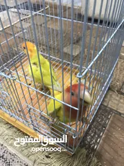  6 زوج غندوره مع فرخين