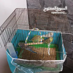  12 بسمله الرحمان الرحيم زوج تحتيهن ثلث فراخ   ويجي معهن ثلاثت أناث واحد ذكر بصلاة على النبي