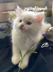  3 اربع قطط مكس هملايا وشيرازي انغورا للبيع :)