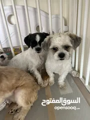  1 كلاب شيتزو