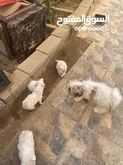  3 جراوه فرنسي للبيع