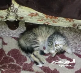  2 قطط انقورا التركي