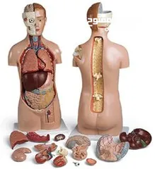  8 مجسمات تعليمية لأعضاء جسم الإنسان. توصيل لجميع المحافظات