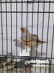  1 زيبرا مكس انقلش