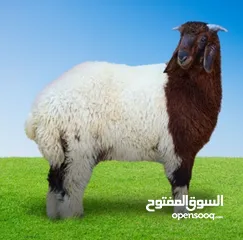  2 لحام متنقل