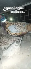  12 طقم فازنت انثايتين وذكر بياضات