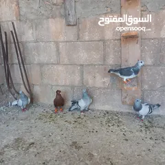  5 حمام البيع