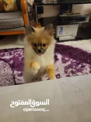  3 جرو بوميىينيان بيور